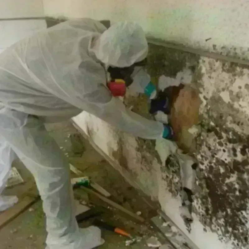 Mold Remediation and Removal in Santa Clara County, CA